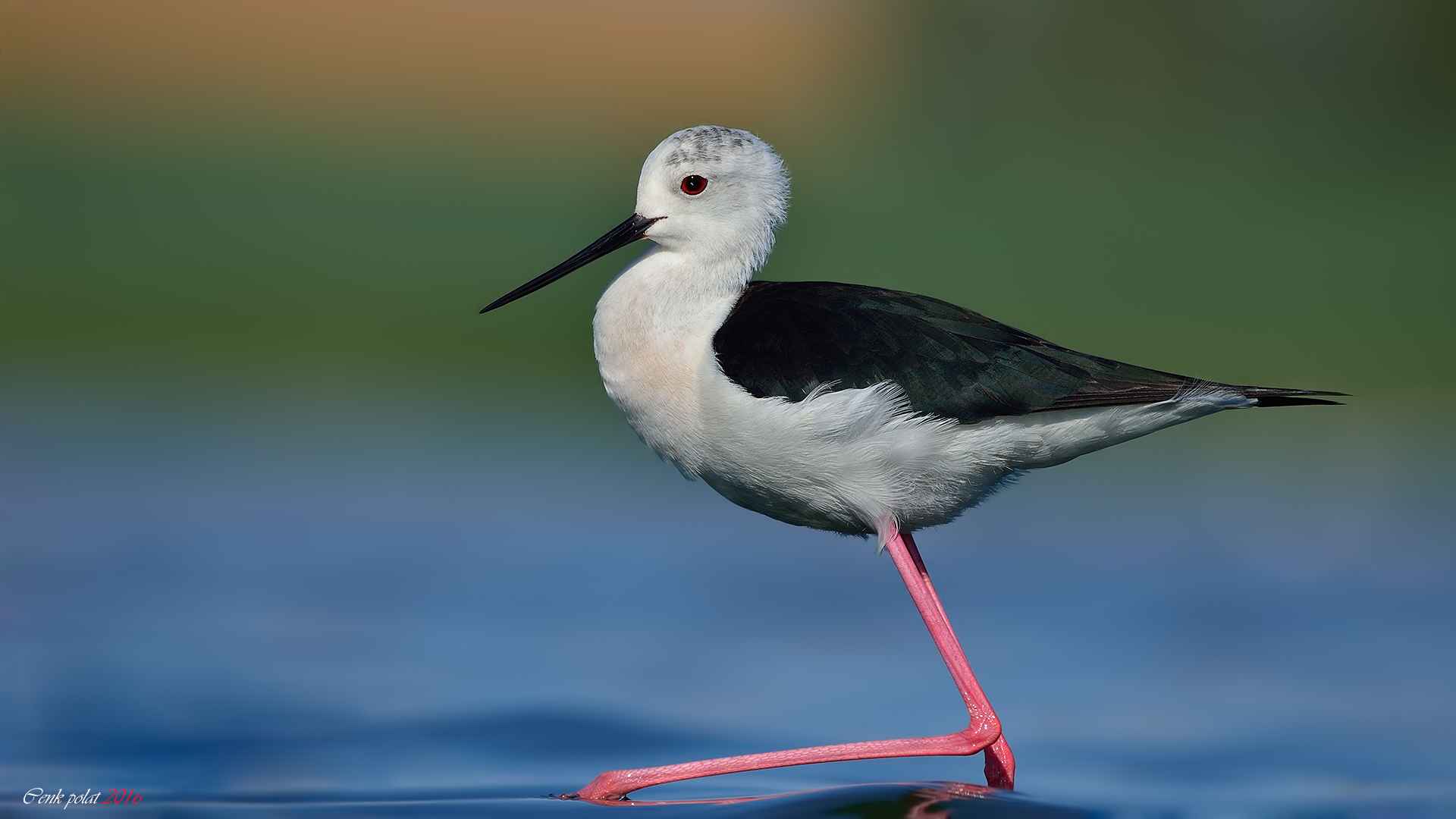 Black-winged Stilt